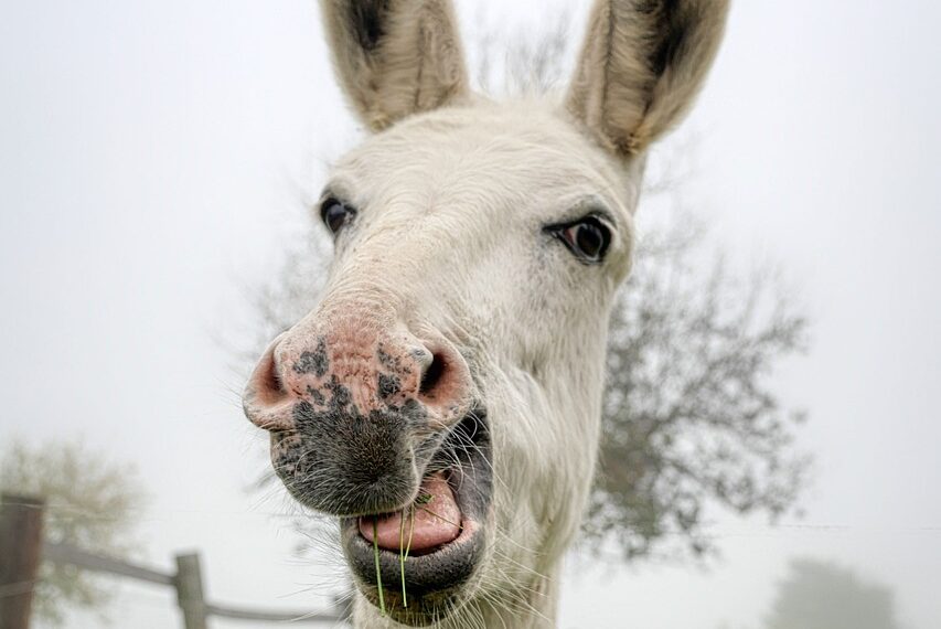 donkey, white donkey, equidae, long eared, ears, cute, animal, nature, mammal, landscape, pasture, farm, ranch, fence, demarcation, donkey portrait, donkey, donkey, donkey, donkey, donkey